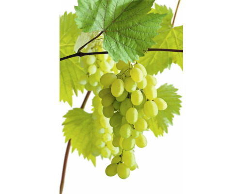 Bio Tafeltraube, Bananentraube FloraSelf Bio Vitis vinifera H ca. 90 cm Co 3 L Trauben mit Blättern