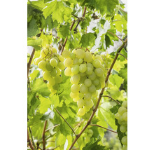 Weinrebe mit reifen Trauben