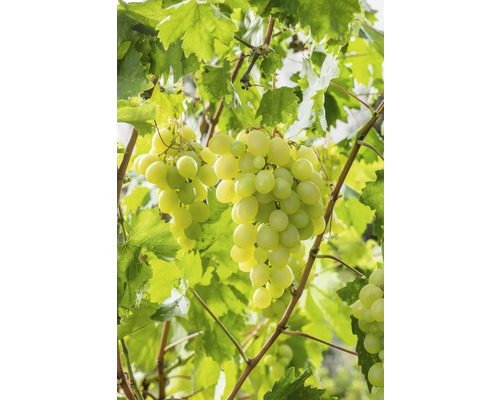 Bio Tafeltraube FloraSelf Bio Vitis vinifera 'Lakemont' H ca. 90 cm Co 3 L, kernarm bis kernlos