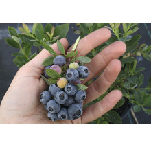 Eine Hand hält frische Heidelbeeren mit Blättern.