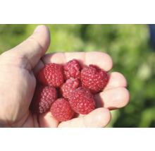 Eine Handvoll Himbeeren