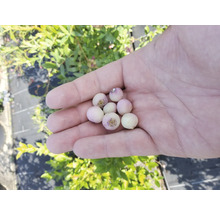 Hand hält Heidelbeeren