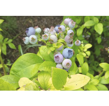 Blaubeeren wachsen an einem Strauch