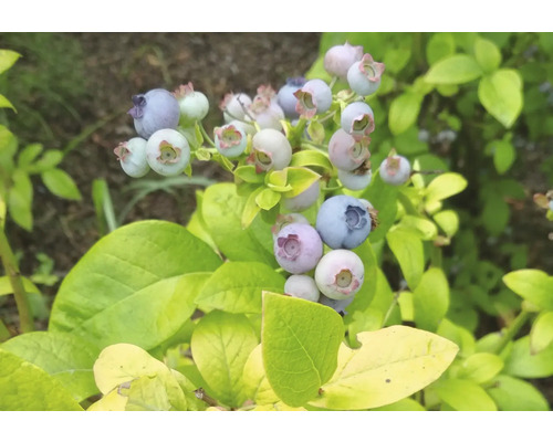 Blaubeeren wachsen an einem Strauch