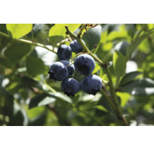 Nahaufnahme von reifen Blaubeeren am Strauch
