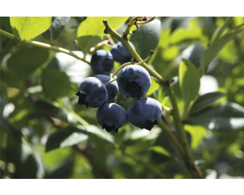 Nahaufnahme von reifen Blaubeeren am Strauch