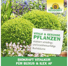 Vitalbehandlung für Buchsbaum und Stechpalme in einer Gartenszene.