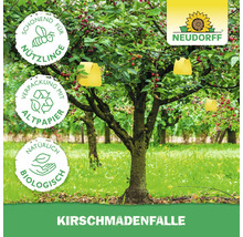 Kirschmadenfalle am Kirschbaum mit Neudorff Logo