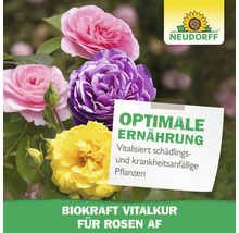 Mehrfarbige Rosen mit Notiz und Neudorff Logo. Auf der Notiz steht: Optimale Ernährung. Biokraft Vitalkur für Rosen AF.