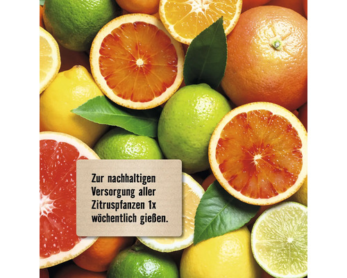 Verschiedene Zitrusfrüchte mit Hinweiszettel zur nachhaltigen Versorgung von Zitruspflanzen