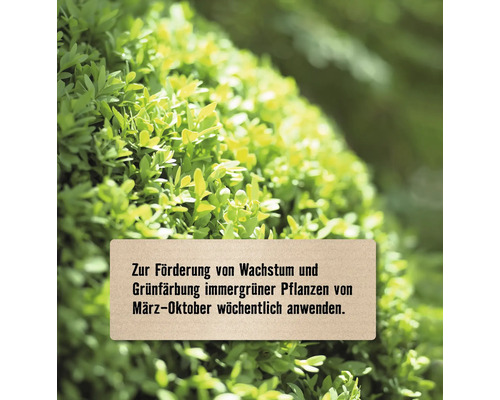 Hinweis zur Förderung von Wachstum und Grünfärbung immergrüner Pflanzen