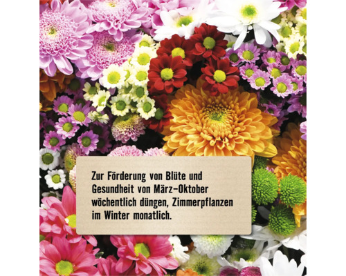 Blumenarrangement mit Pflegehinweis für Zimmerpflanzen