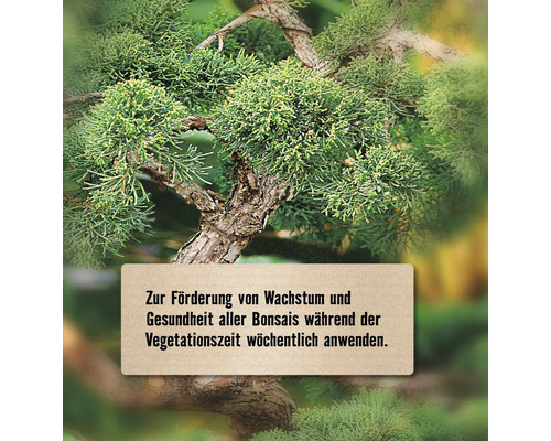 Bonsai mit Hinweis zur Förderung von Wachstum und Gesundheit während der Vegetationszeit.