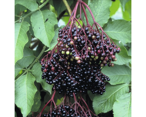 Bio Großfrüchtige Schwarzer Holunder FloraSelf Bio Sambucus nigra 'Haschberg' Co 2 L, große Fruchtdolden Holunderbeeren mit Blättern