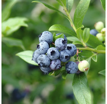 Nahaufnahme von Blaubeeren an einem Zweig