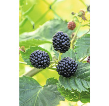 Drei Brombeeren am Strauch
