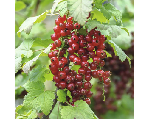 Bio Rote Johannisbeere FloraSelf Bio Ribes rubrum 'Junifer' H ca. 30 cm Co 2 L Rote Johannisbeeren an einem Strauch mit grünen Blättern.