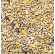 Nahaufnahme von Vogelfutter mit Getreide und Sonnenblumenkernen