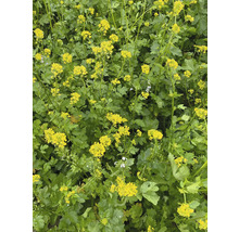 Acker-Senf Pflanzen mit gelben Blüten