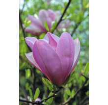 Nahaufnahme einer geöffneten Magnolienblüte