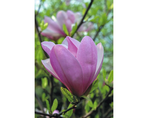 Nahaufnahme einer geöffneten Magnolienblüte