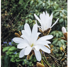 Nahaufnahme von weißen Sternmagnolienblüten