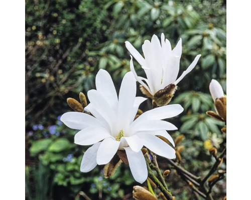 Magnolie FloraSelf Magnolia stellata H ca. 60-70 cm Co 7,5 L Nahaufnahme von weißen Sternmagnolienblüten