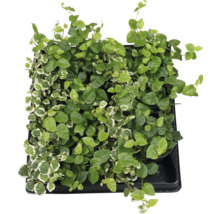 Kletterfeige im Topf