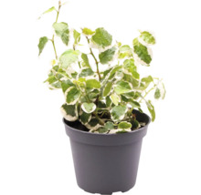 Efeu Zimmerpflanze im Topf