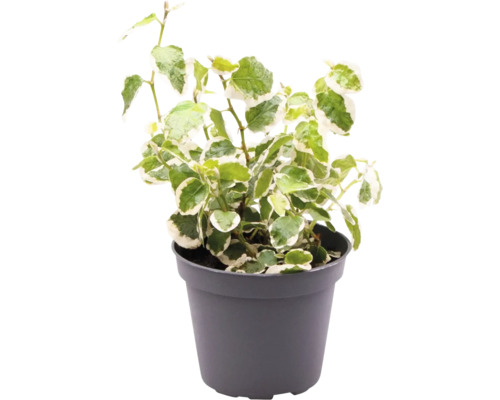 Efeu Zimmerpflanze im Topf