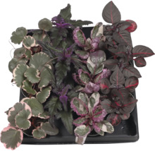 Schale mit verschiedenen Zierpflanzen