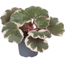 Begonie im Topf mit grünen Blättern und weißem Rand