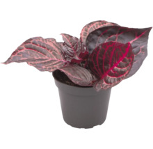 Zimmerpflanze im Topf