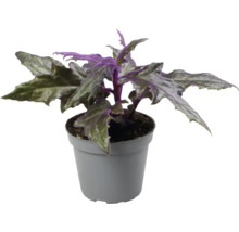 Topfpflanze Gynura mit gezackten Blättern