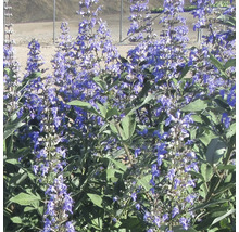Blühende Mönchspfeffer Pflanze im Garten