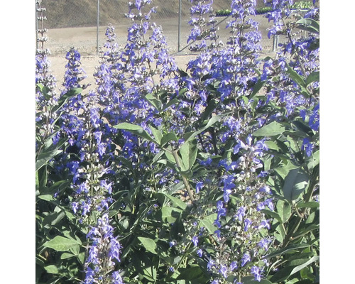 Blühende Mönchspfeffer Pflanze im Garten