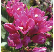 Nahaufnahme einer Weigelie Pflanze mit Blüten