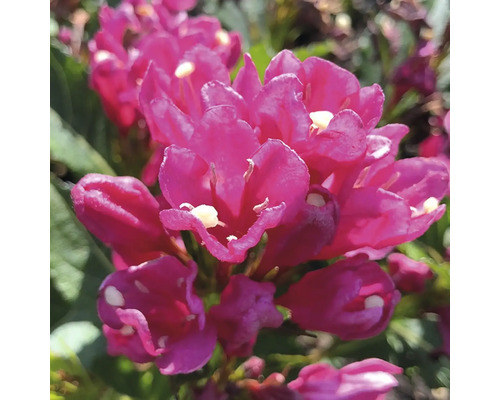 Nahaufnahme einer Weigelie Pflanze mit Blüten