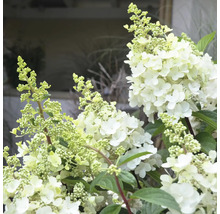 Rispenhortensie mit weißen Blüten und grünen Blättern.