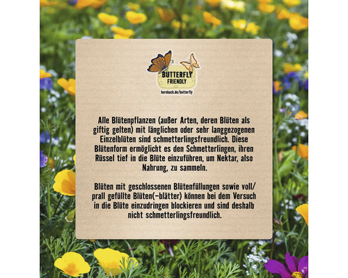 Informationstext über schmetterlingsfreundliche Pflanzen