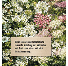 Blütenmischung aus Zierpflanzen und Breitblättrigem Weissklee zur Insektenernährung