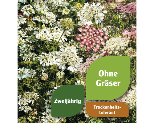 Blütenmischung mit Hinweisen auf zweijährige Pflanzen, keine Gräser und Trockenheitstoleranz
