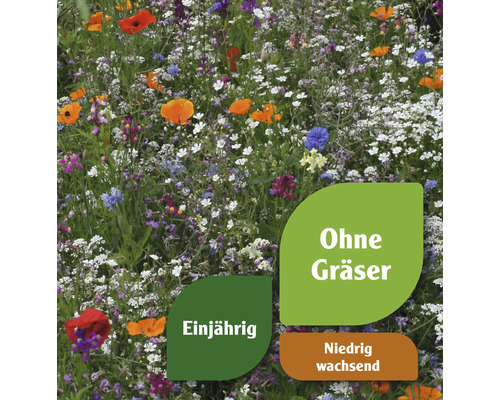 Blumenwiese mit einjährigen, niedrig wachsenden Blumen ohne Gräser