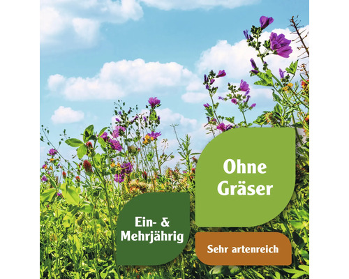 Blumenwiese mit ein- und mehrjährigen Pflanzen, ohne Gräser und sehr artenreich
