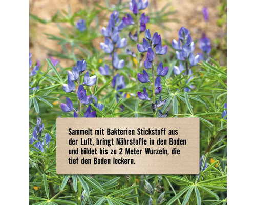 Blühende Lupinenpflanze mit Hinweisschild zu den Bodeneigenschaften