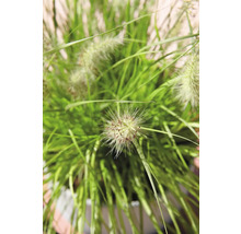 Nahaufnahme von Ziergras