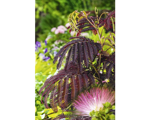 Seidenbaum mit Blüten im Garten