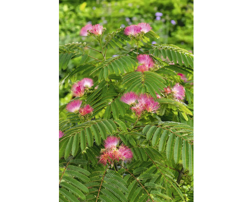 Seidenbaum mit grünen Blättern und rosafarbenen Blüten