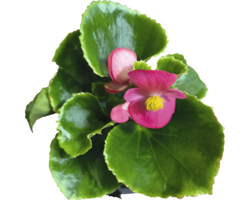 Eisbegonie FloraSelf Begonia semperflorens Ø 9 cm Topf