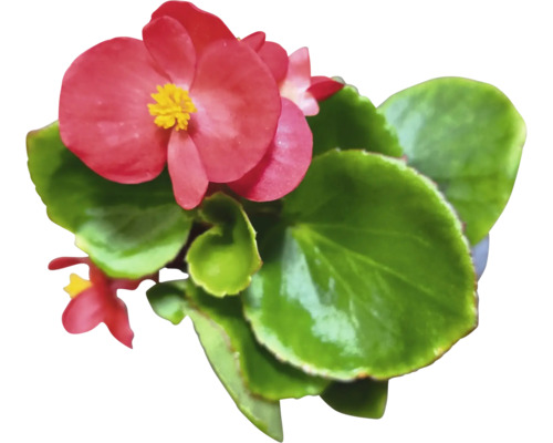 Begonie mit roten Blüten und grünen Blättern